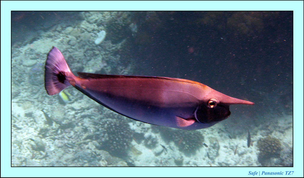 2011 - 08 - Borneo - Sipadan 056